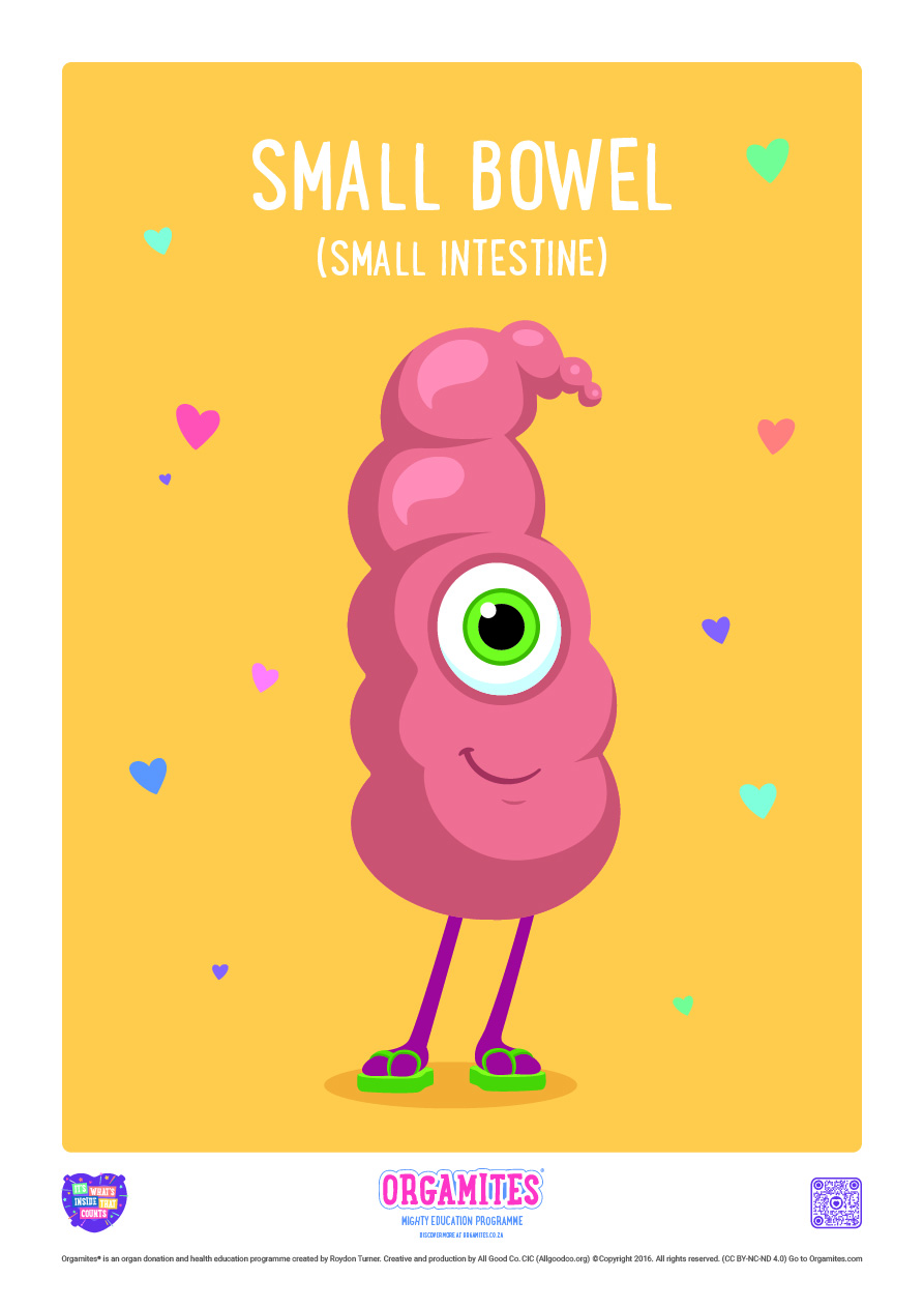 Meet the Orgamites_Small_Bowel_RSA