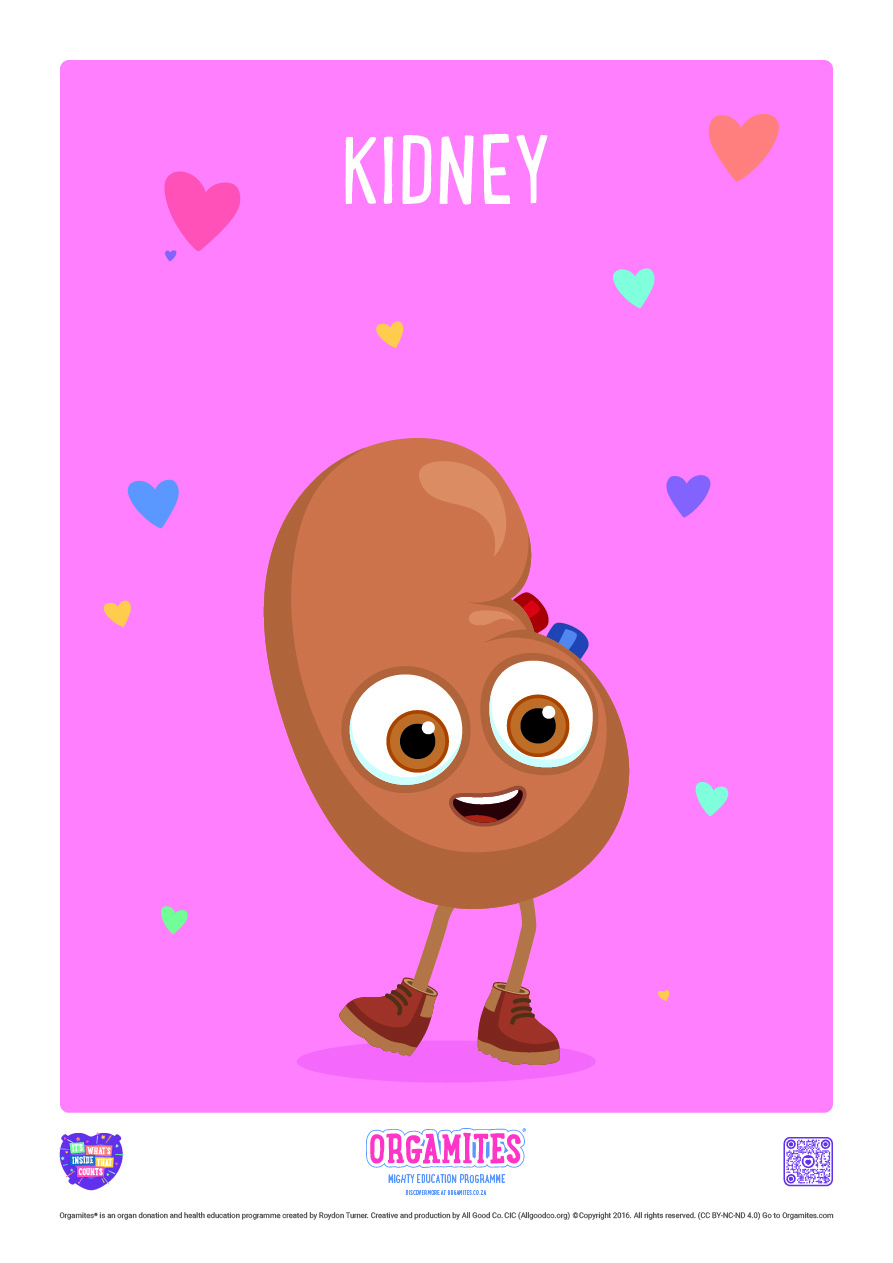 Meet the Orgamites_Kidney_RSA